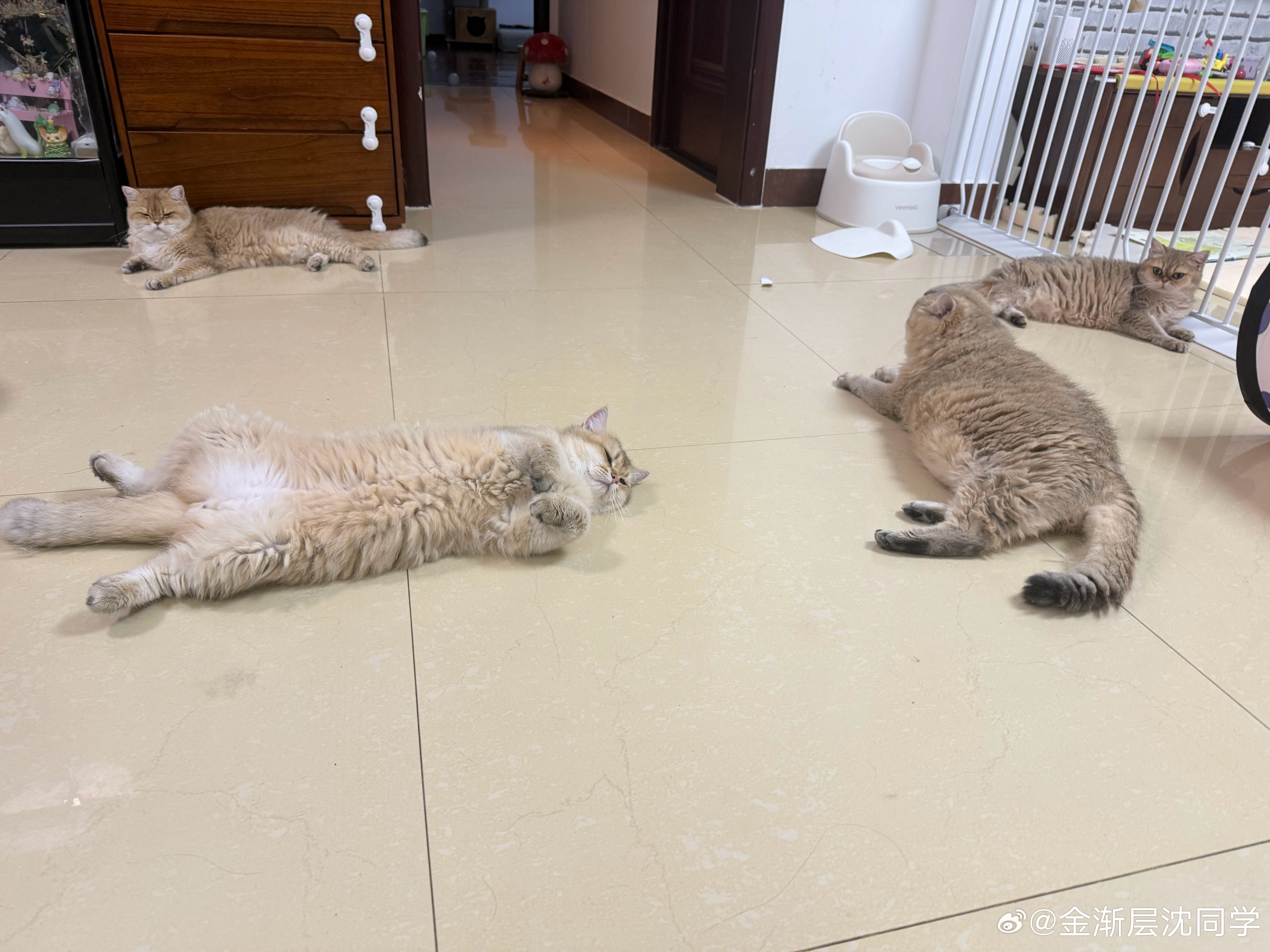 家里安全感拉满才会这样，肉包睡姿属实奔放离谱。萌宠猫咪