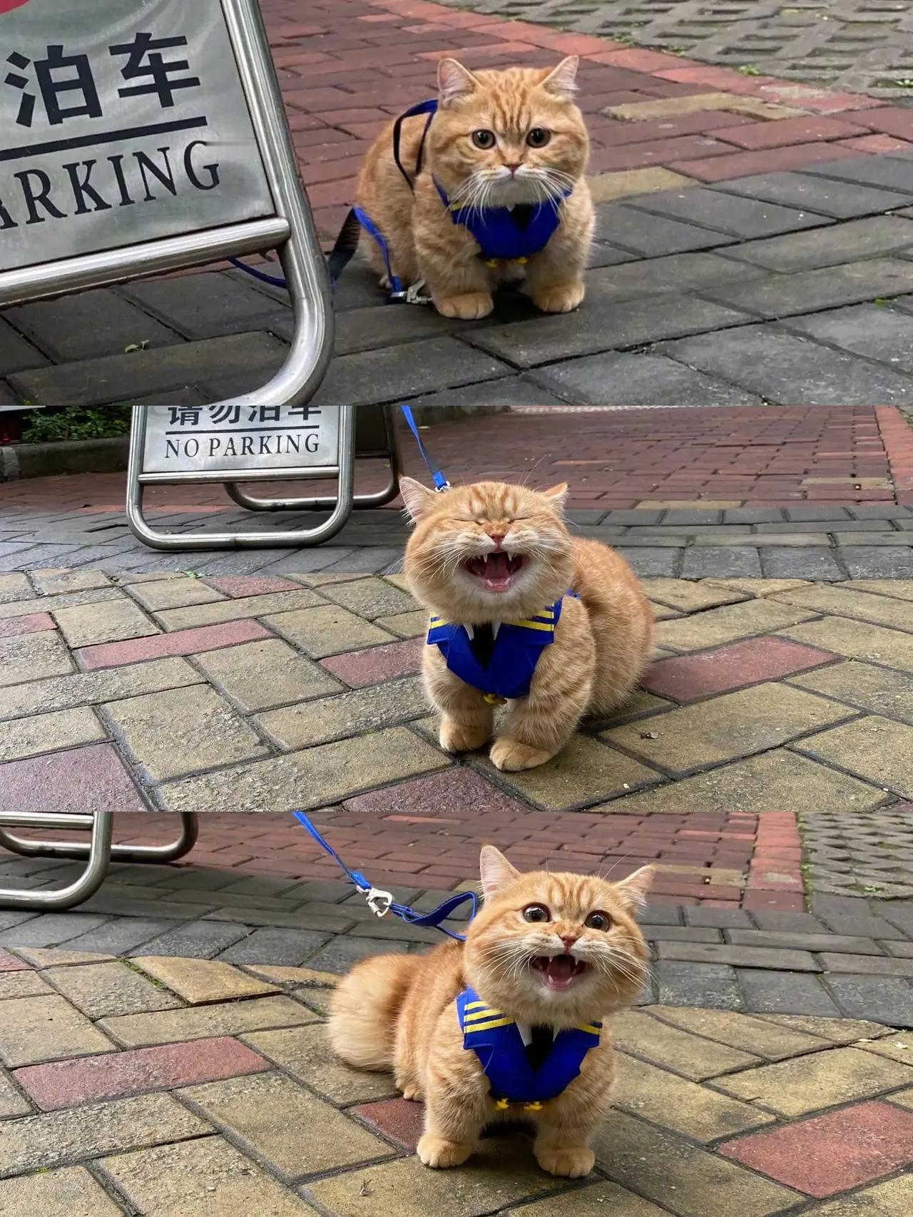介个猫猫头好凶，想拐走！