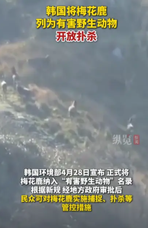 离了个大谱！4月28日，韩国环境部宣布把梅花鹿列为“有害野生动物”名录，韩国民众
