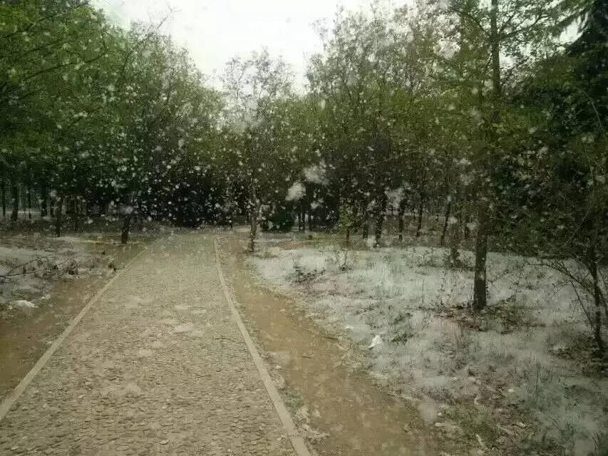 终于弄明白了为什么有的北方城市飞絮满天飞，有的却几乎看不到，很多人以为是气候差