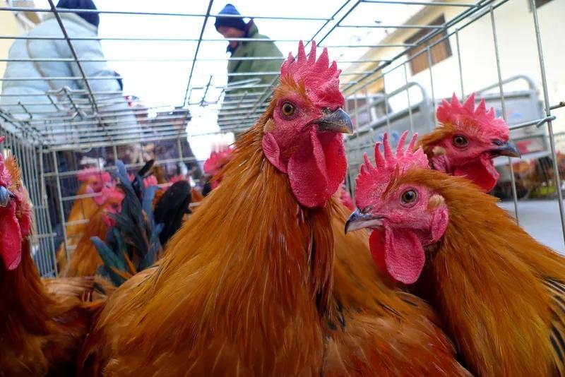 为什么普氏原羚雄性比雌性美丽，而我们人类却是女人比男人漂亮呢？这差异真有趣！[大