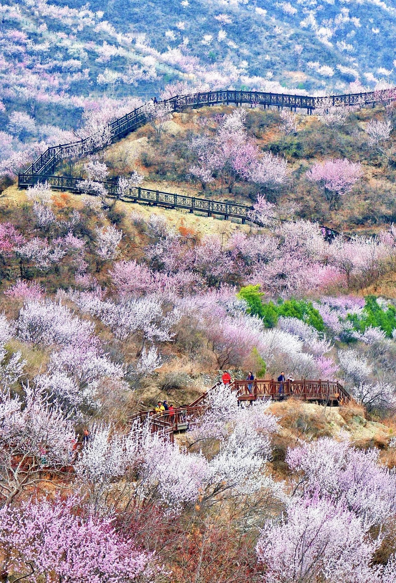 接下来的一个月，北京这片桃花山谷美到封神!3月的北京，又到了春暖花开的日子啦！