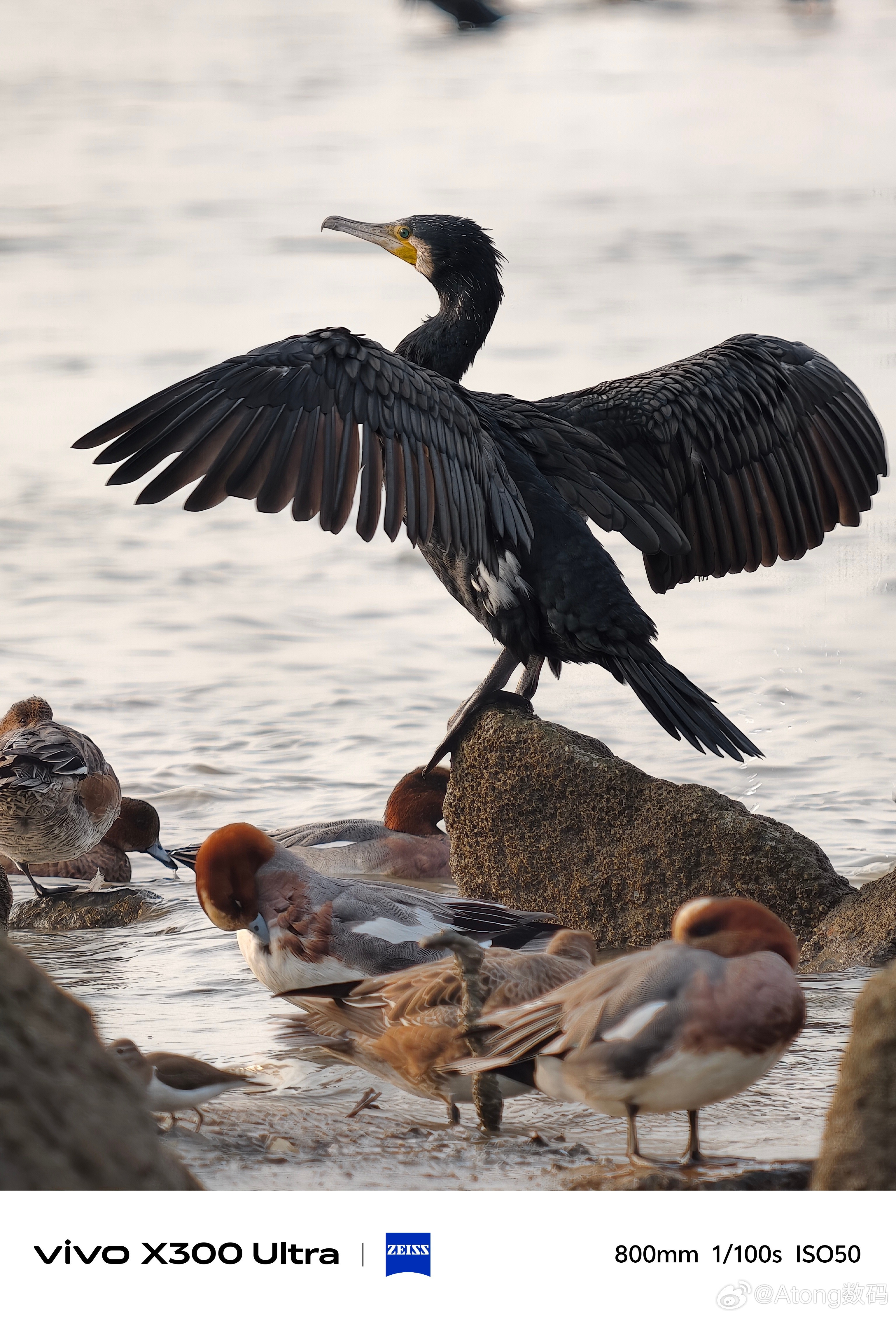 看了X300Ultra长焦打鸟大片，直接证明：vivo长焦已经进入全新级别，更