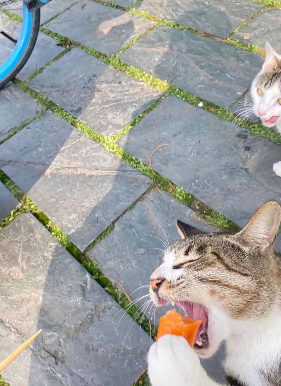 这猫猫的速度也太快了