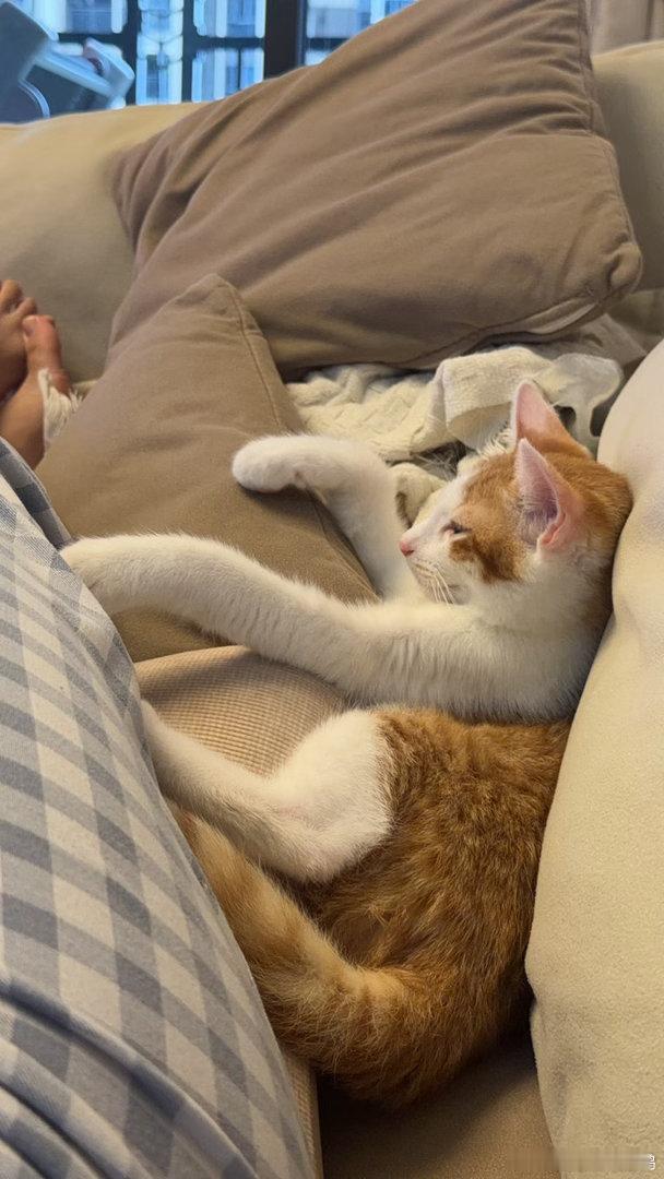 我的猫爱睡觉日常吸猫