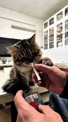 刚刷到这只狸花猫的视频，挺有意思的。主人一摆手让扔垃圾，它立马叼起来丢进桶里；伸
