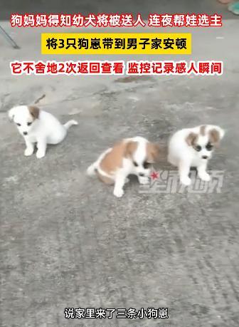 “解释不清了！”广东一男子家狗子生了四只小狗，顺口对狗子说了一句：“这太多了，送