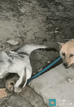 笑不活了家人们！大鹅霸凌小狗就算了，狗妈妈当场认怂的样子，直接承