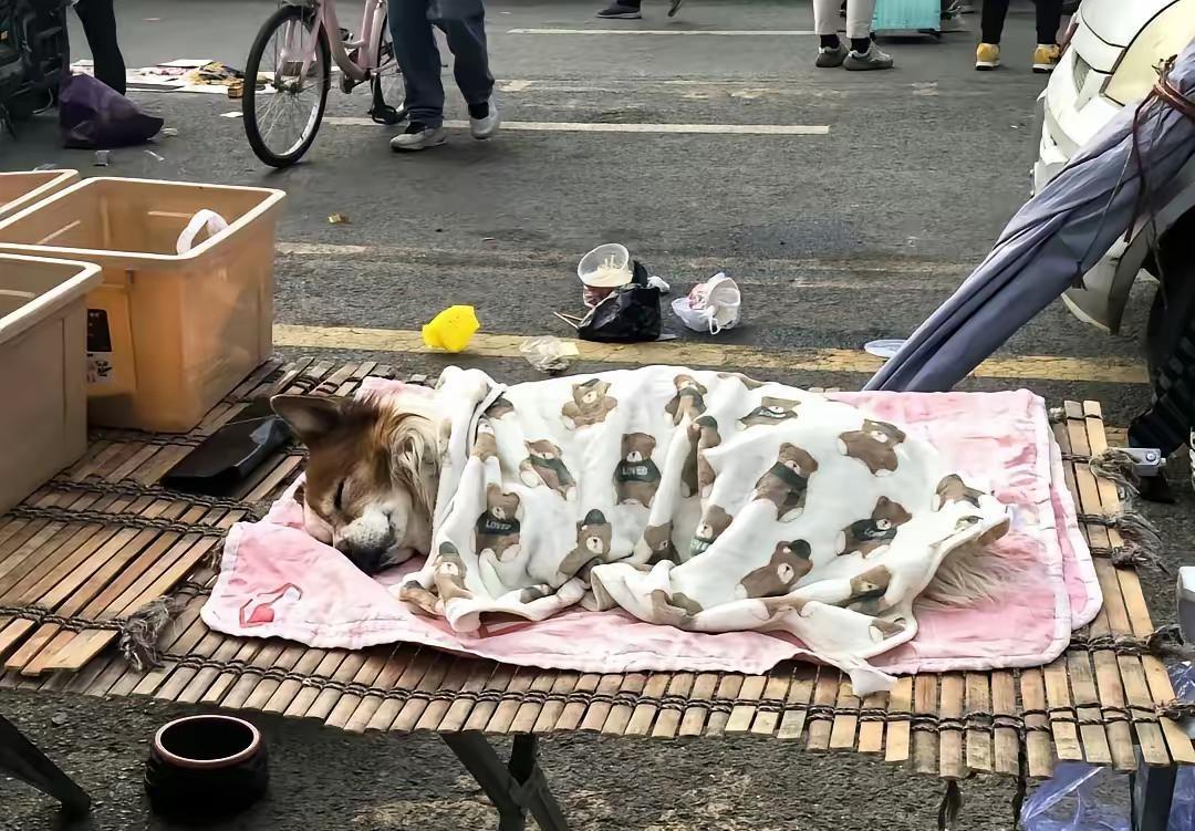 一个卖水果的小摊贩收养了一只流浪狗，从此狗狗每天凌晨五点多就陪着主人一起在路边出