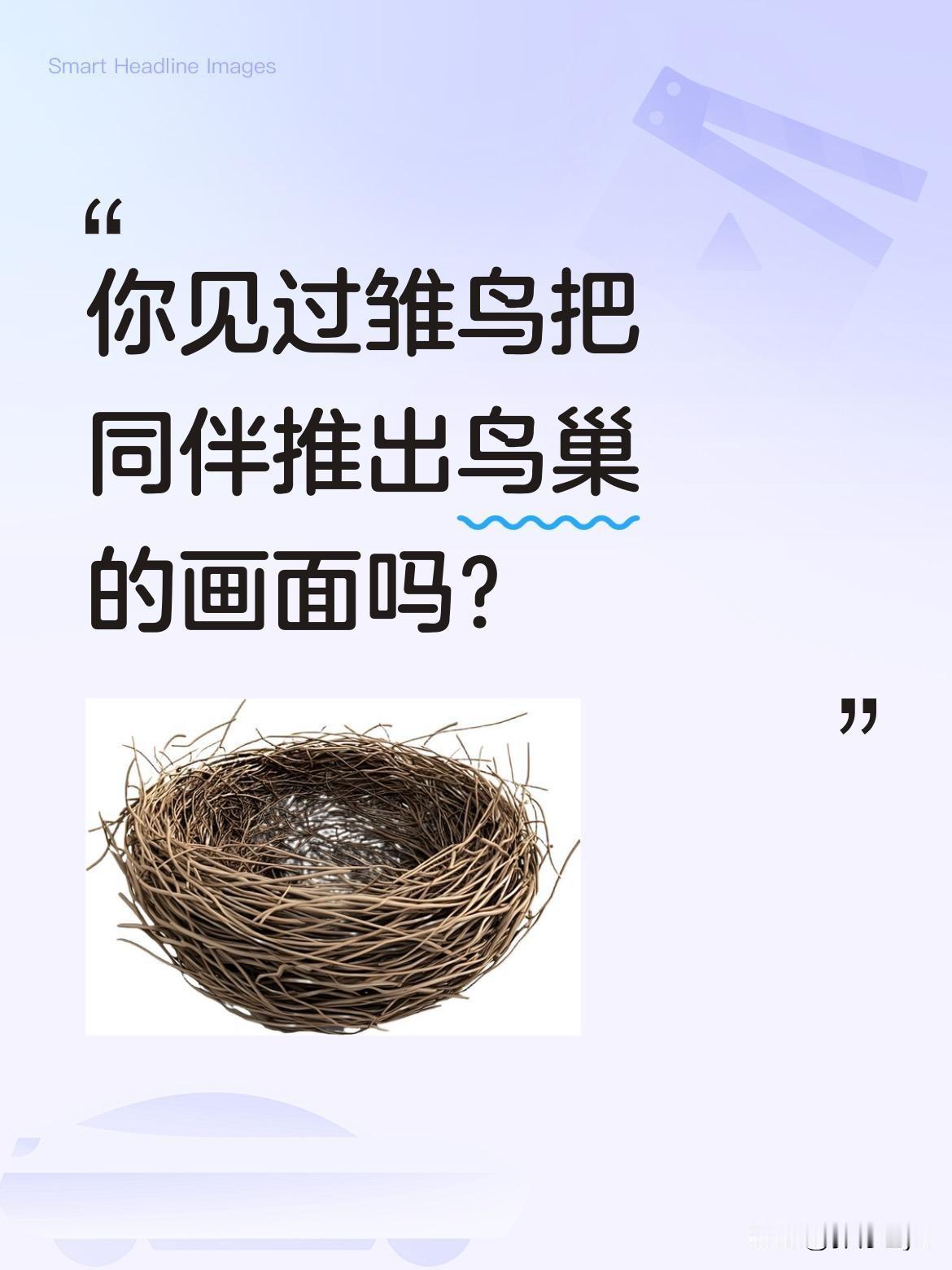 你见过雏鸟把同伴推出鸟巢的画面吗？有一种杜鹃雏鸟会在孵化后，用背部将原窝的雏鸟