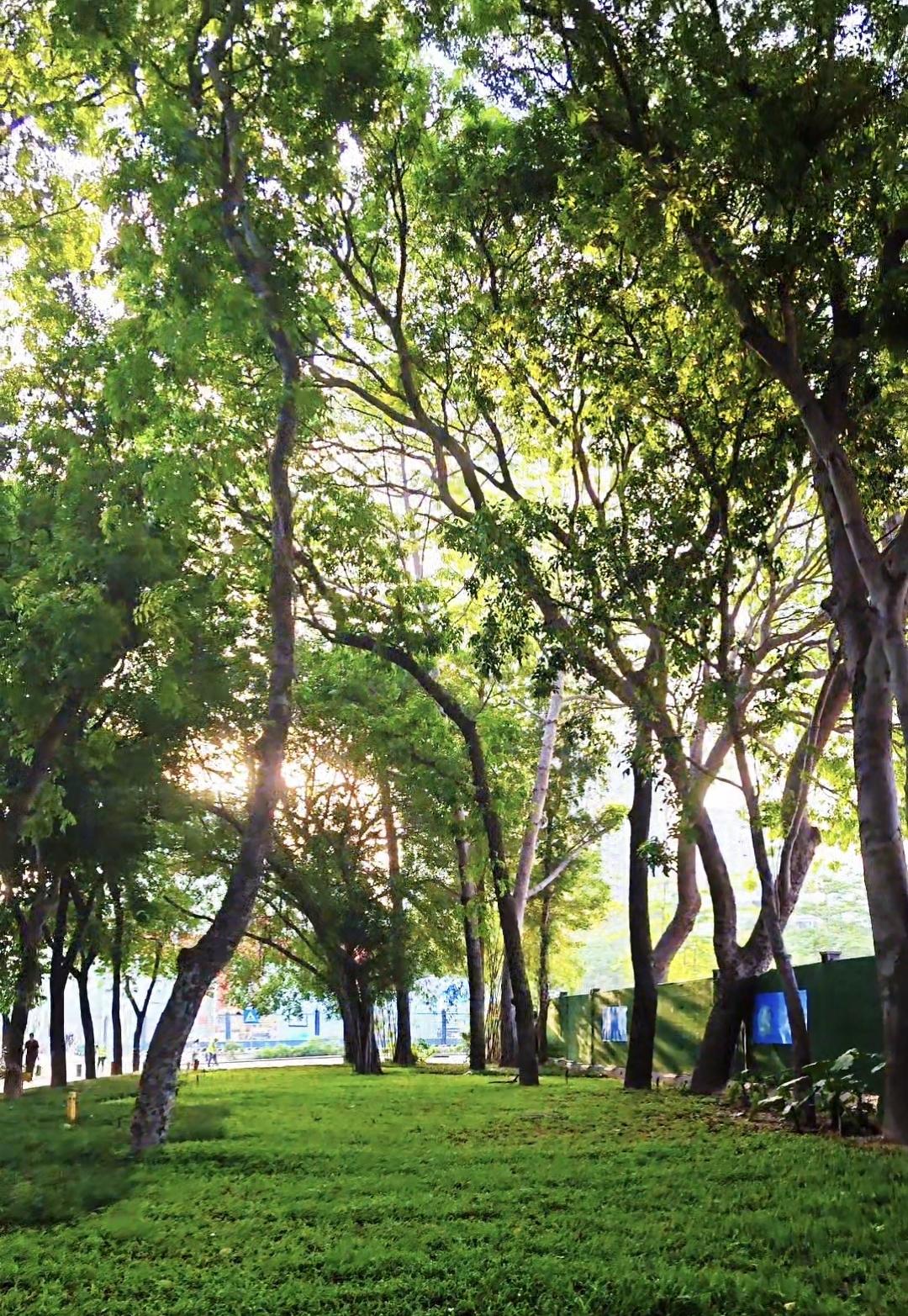 深圳是国家森林城市，它的道路绿化真的是一流的，尤其是路边的小公园，很多地方随手一