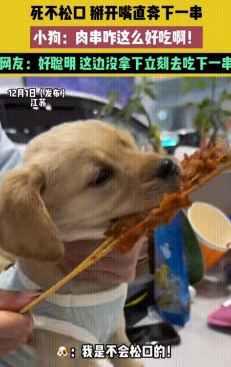 笑不活了！12月1日报道，江苏一狗狗的主人带着宠物去饭店吃饭，它趁主人不注意的时