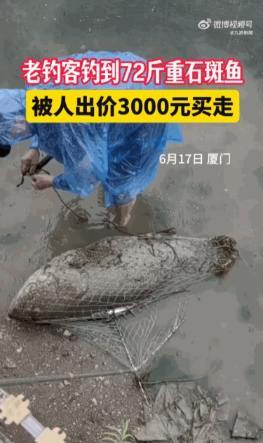 “这就是命啊！”6月17日，福建厦门，一男子冒雨在河边钓鱼时，竟钓上来一条72斤