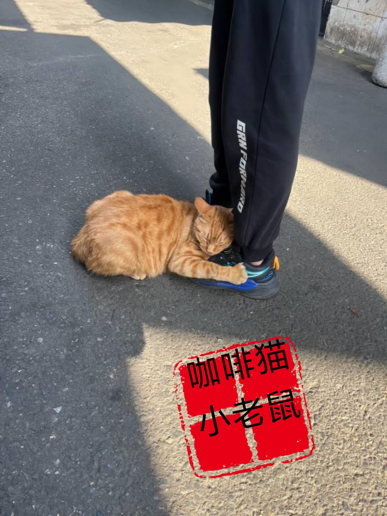 眼前的画面简直太让人心酸与无助，面前这只流浪橘猫每当有路人经过自己身边的时候，她