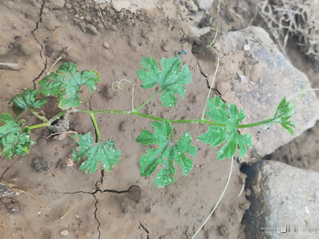 小菜园移栽的苦瓜苗已开始放秧，安全度过了缓苗期，今天给小苗浇了点缓苗水，让它健壮