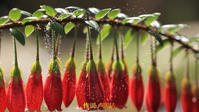 大号是中华 电视连续剧《陈真》主题歌(演唱:徐