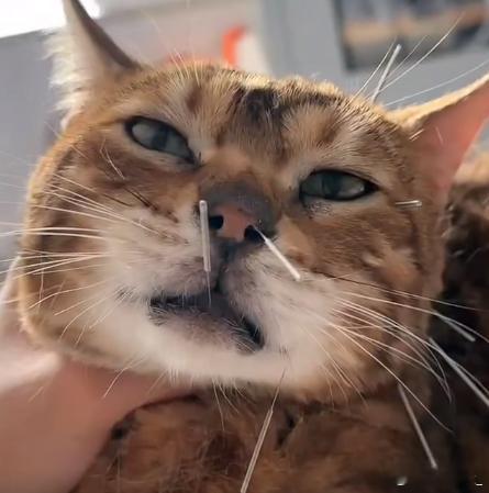 女子带面瘫猫咪针灸扎成刺猬猫还能面瘫吗？主人是怎么判断出来的[笑着哭]不过咱