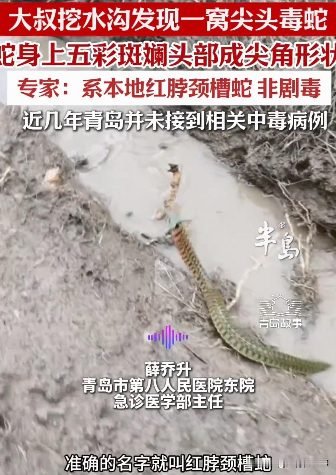 青岛一大叔挖水沟时，手突然摸到团软乎乎的东西，低头一看直接懵了——竟是一窝尖头毒