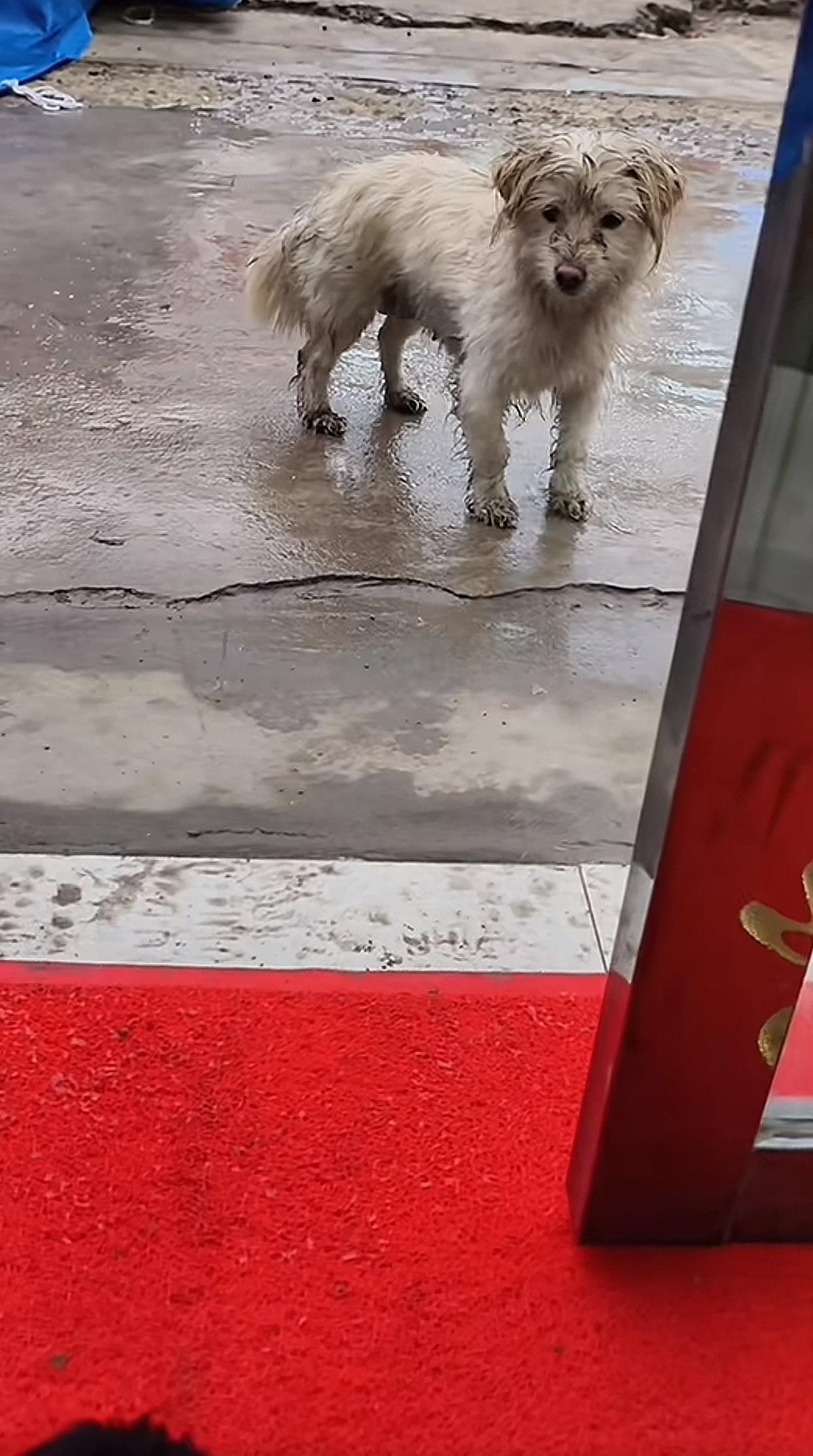 看破防了！亳州雨天，街头湿冷，美妆店门口来了两只毛孩子。流浪狗妈妈浑身淋透
