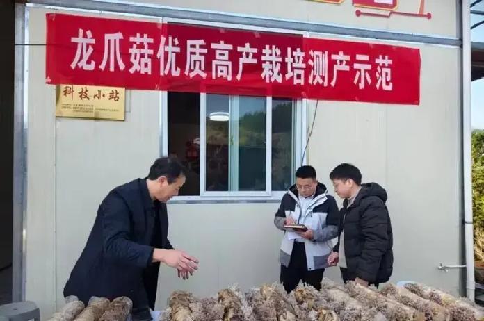 2月4日，福建宁德古田县杉洋镇岭里村，一场龙爪菇高产测产活动刚结束，首批9000