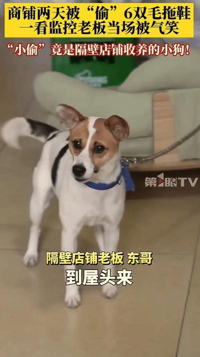 “万万没想到！”重庆，一家店铺两天丢了6双毛拖鞋，老板娘还以为是有人顺手牵羊，气