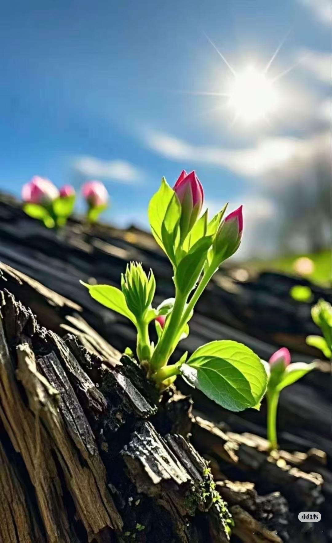 高中扩招，民办高中的机会来了？近日，中央经济会议明确提出，将扩大普通高中招生规