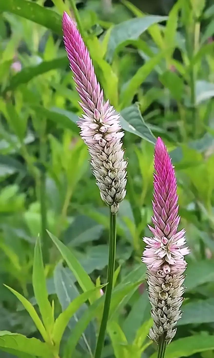 孩子们前脚刚走，老两口后脚就把日子过回了“解放前”昨天还为孩子抢着买几十块一斤