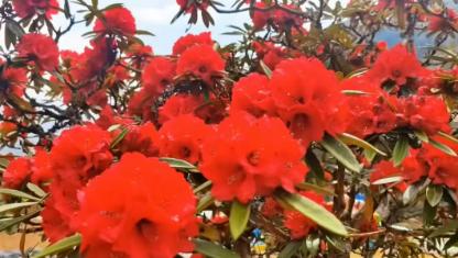 这些天来，在这迷人的早春二月（农历），云南兰坪百草林的高山红杜鹃灿然绽放，花朵硕