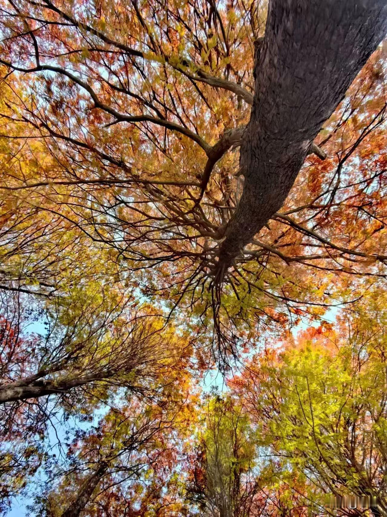 香港股神曹仁超的语录：1、只有身家过亿的人才有资格分散投资，散户一定要集中火