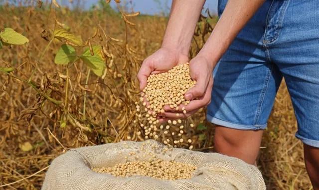 【中方不到2周就让特朗普落空？对美大豆采购停滞，商务部回应话里有话】釜山会晤之