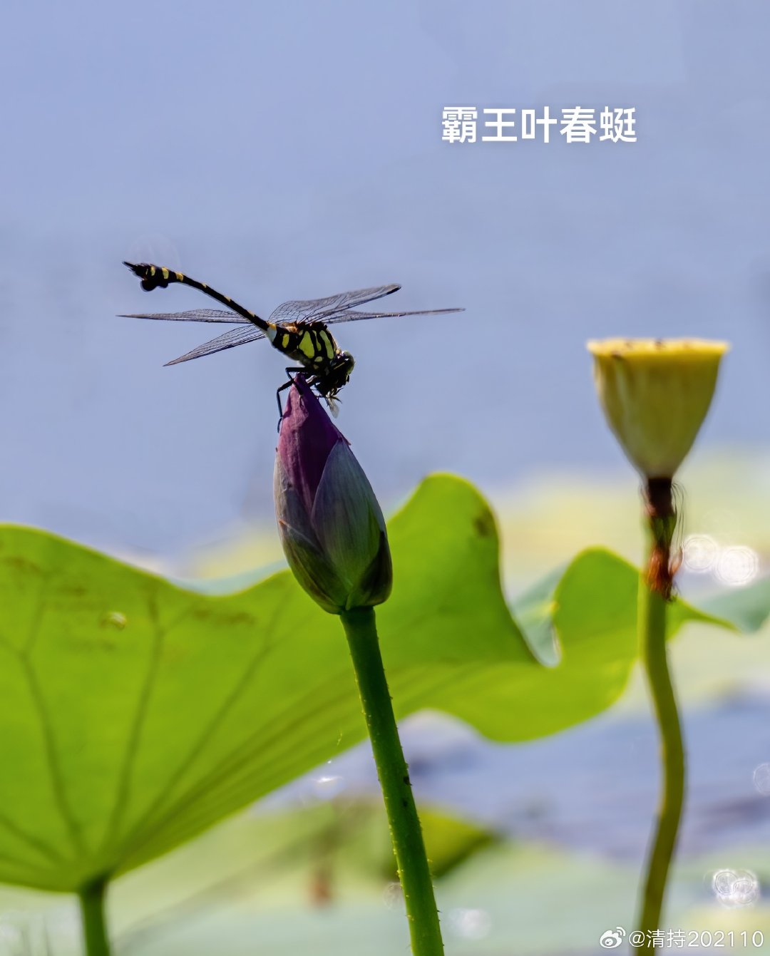 #自然#蜻.蜓2026.8记录于三星湖。蓝额疏脉蜻和霸王叶春蜓都见过，第一次记录它。红蜻太常见，落停