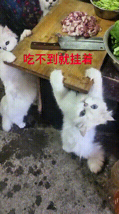 这视频给我看笑了，这几只小猫也太能磨人了！为了菜板上那点肉，一个个扒着案板不撒手