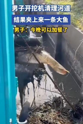 万万没想到！广东，男子开挖掘机清理河道，正捞泥呢，结果捞着捞着，突然挖起来一条蹦