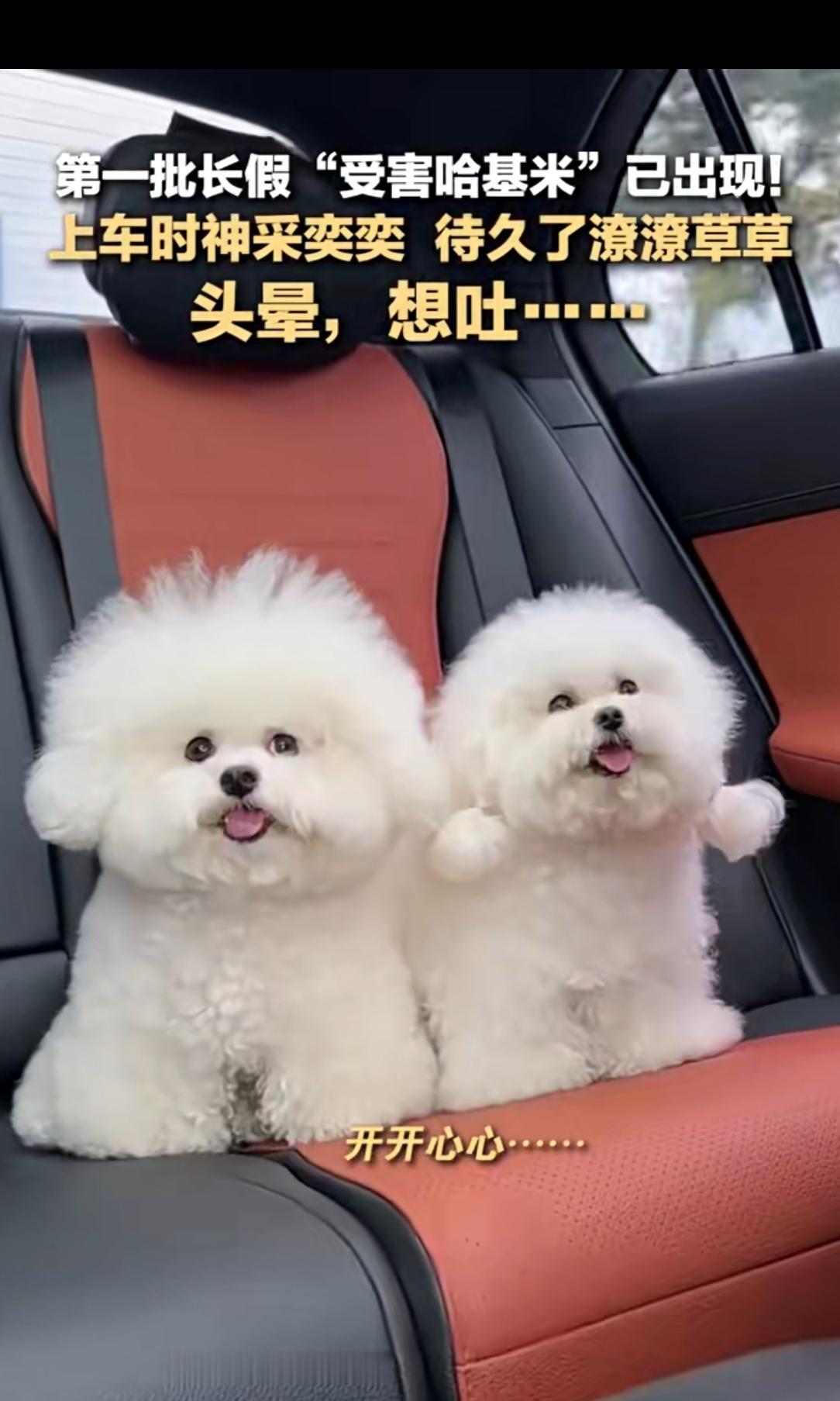 国庆自驾“翻车”现场：宠物上车前超飒，半小时后秒变“霜打茄子”国庆假期的高