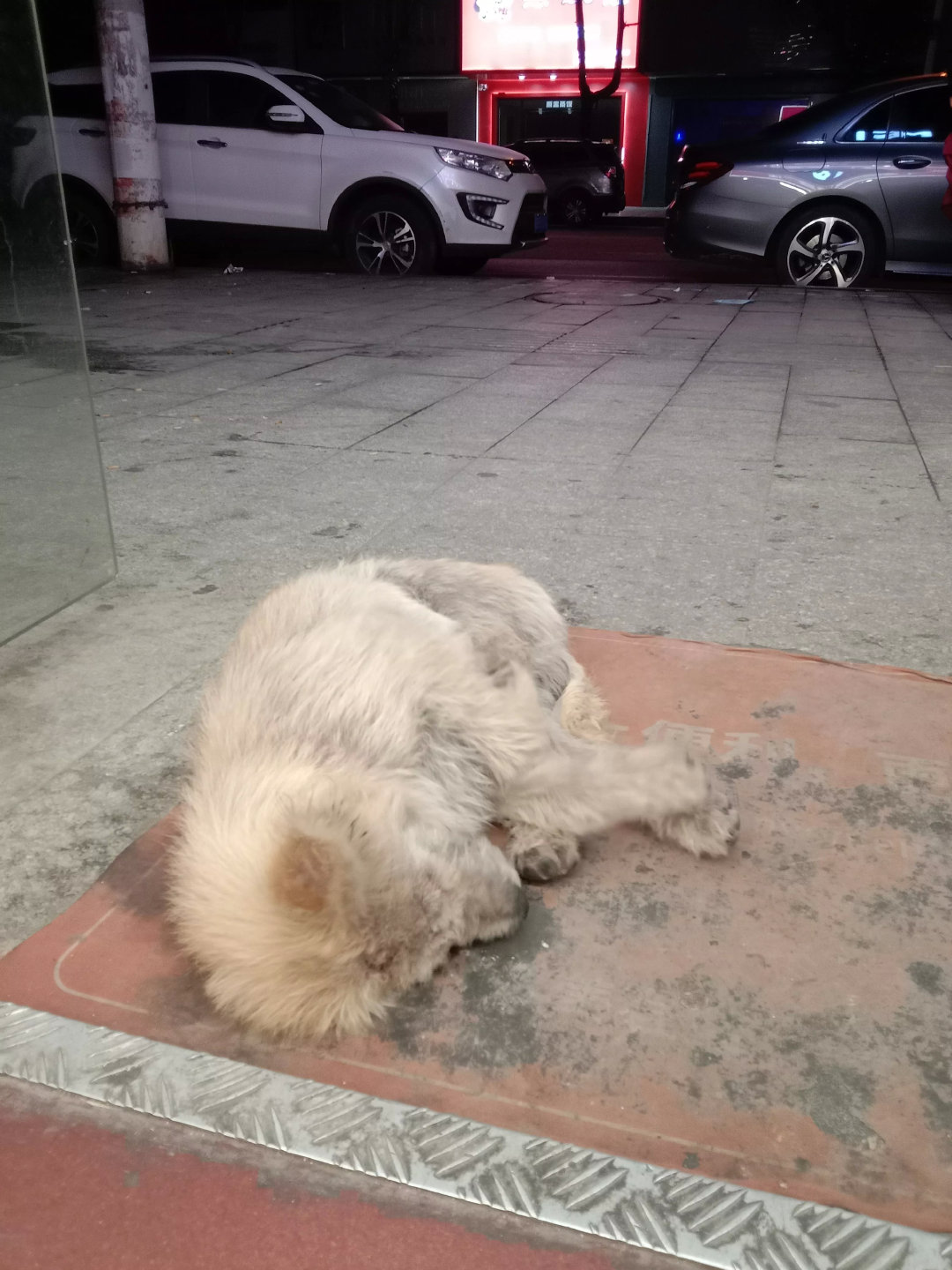 网友：流浪狗狗陪我熬夜的第三晚今天来上班就看到它了，交班的小姐姐说它早就过来了，
