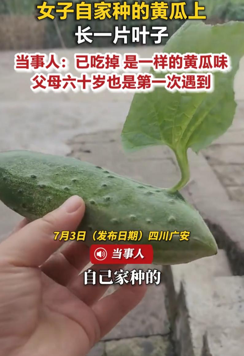 四川广安，一女子前两天在自家菜地里碰上桩怪事。她发现一根黄瓜，模样挺周正，可瓜身