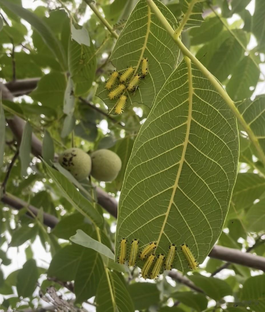 能认出这个害虫🐛叫啥名字的，我拜你为师！！！！