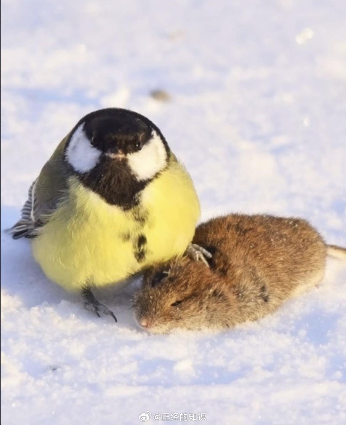 大山雀通常吃昆虫和种子。但当冬天来临时，食物不多，它们就会打破其他鸟类和小型哺乳