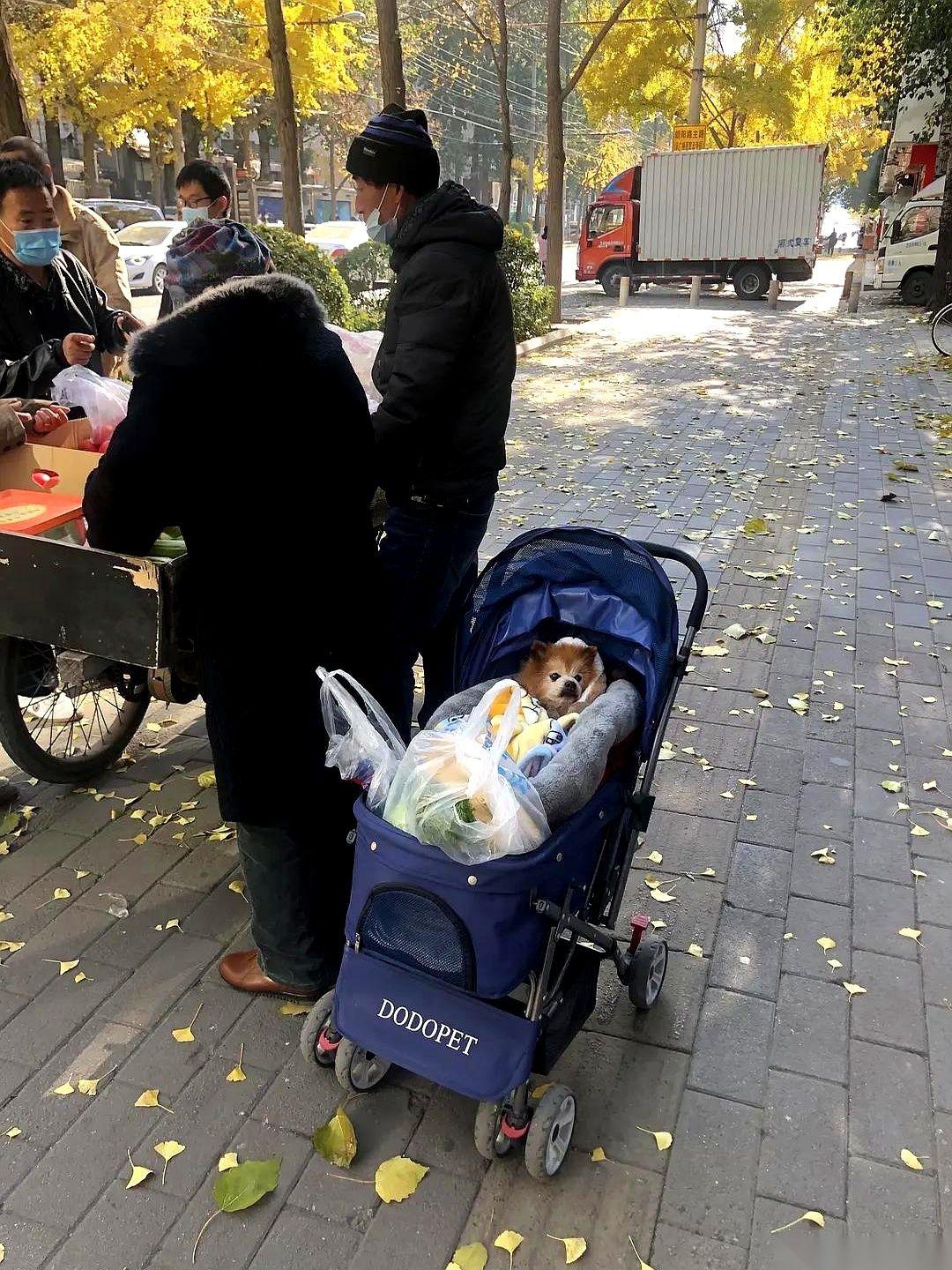 今儿在早市，我彻底破防了。一对老夫妻，推着个婴儿车，慢悠悠地从我身边经过。那背