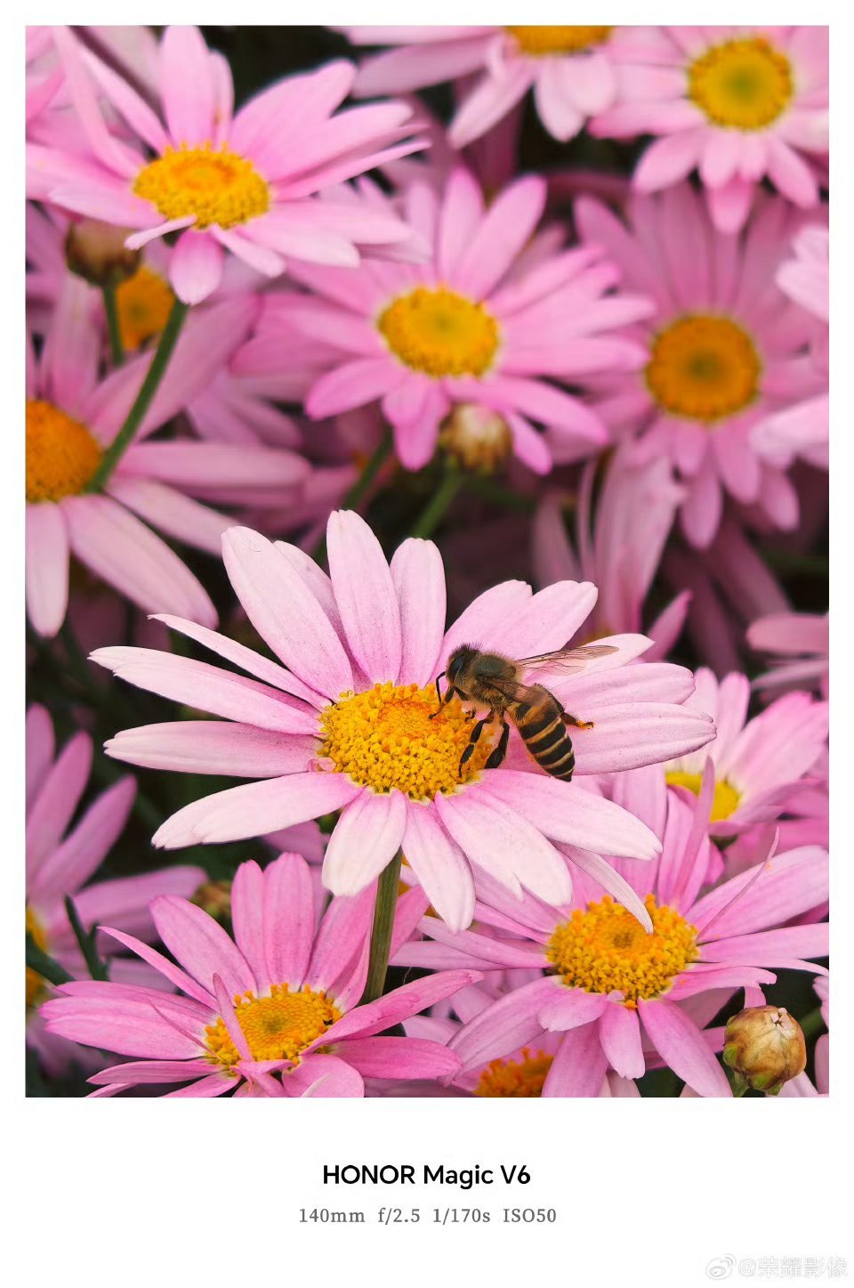 【荣耀MagicV6折叠屏新机拍摄样张公布，AiMAGE影像加持】荣耀影