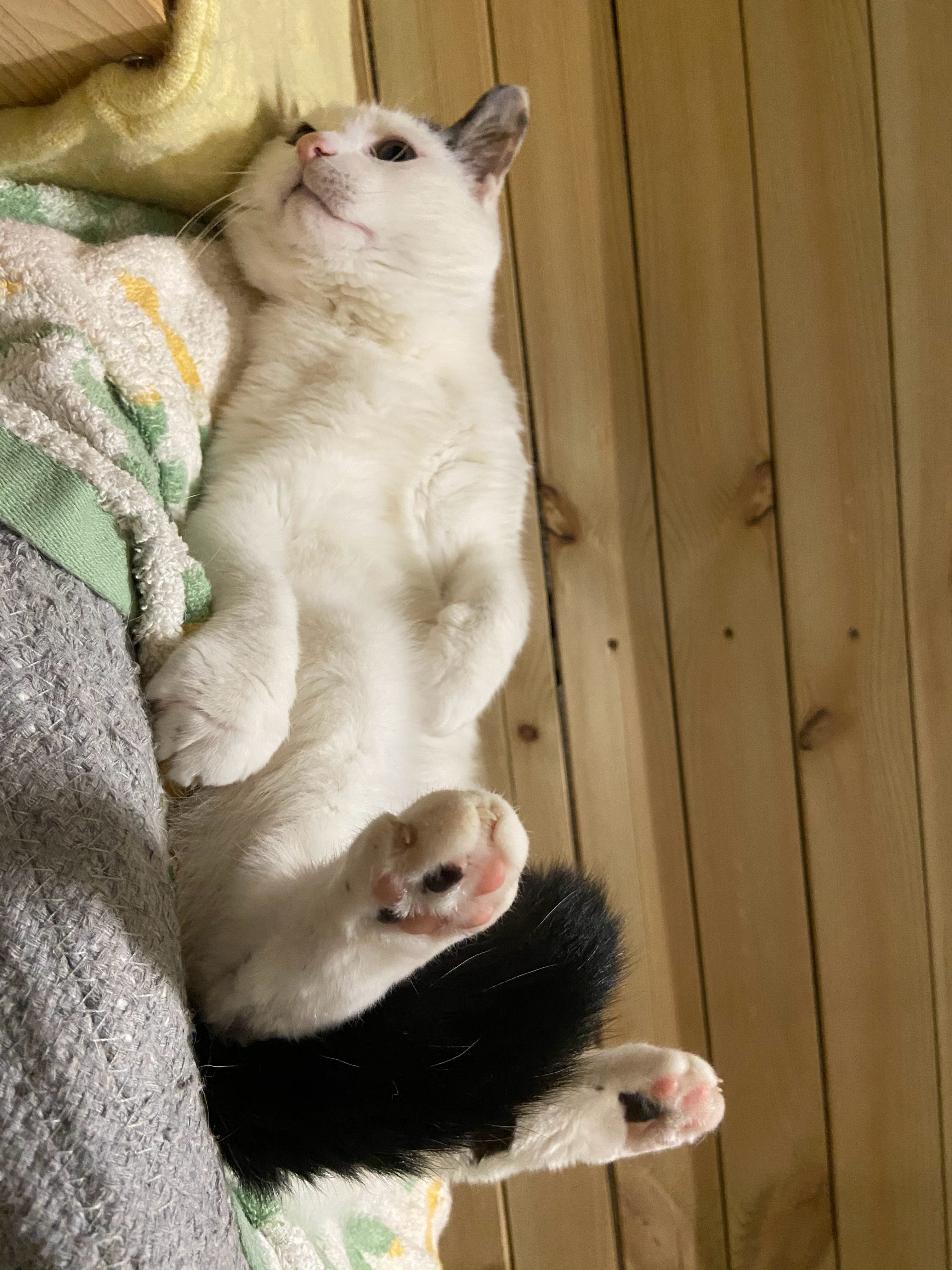 猫咪真的很治愈啊葡锅锅日常吸猫​​​