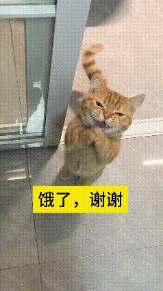 瞅瞅这只小猫，真招人稀罕！直愣愣站起来一个劲作揖，小嘴张着喵喵叫，看模样是饿坏了