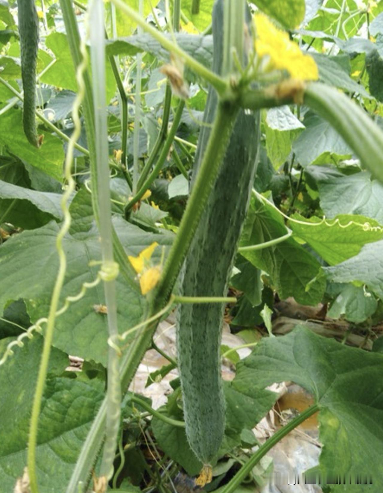 果实蝇是柑橘、芒果、瓜类等作物的重大害虫，成虫在果皮下产卵，幼虫蛀食果肉引发烂果