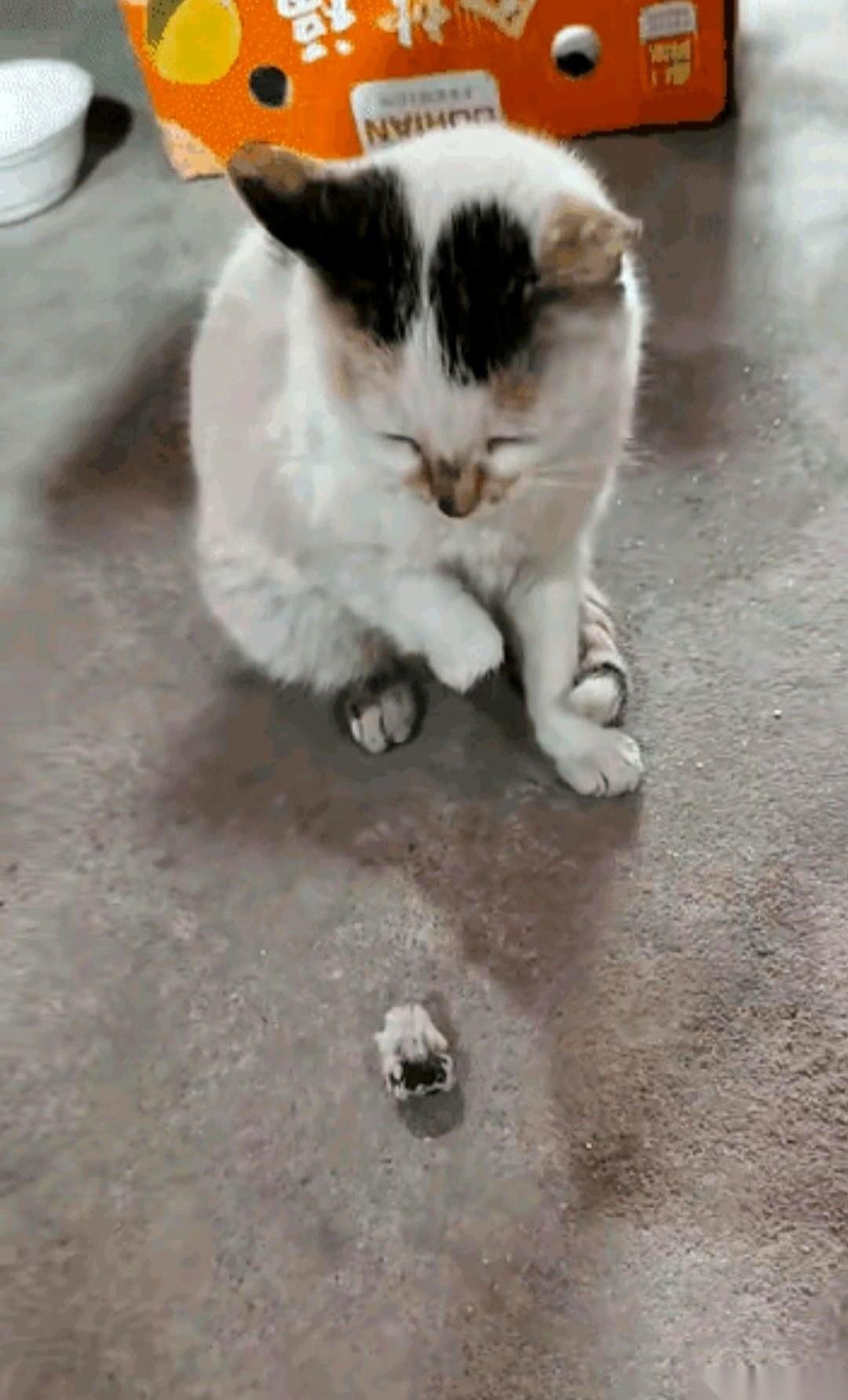 一巴掌拍下去，白猫被死死按在满是鱼鳞的冰冷水泥地上。“还敢偷吗？”鱼摊老板大吼