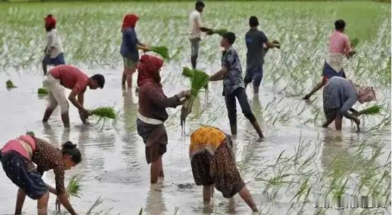 印度粮食产量不到中国一半，却养活了同样14亿人。2024年，印度产粮3.3亿吨，