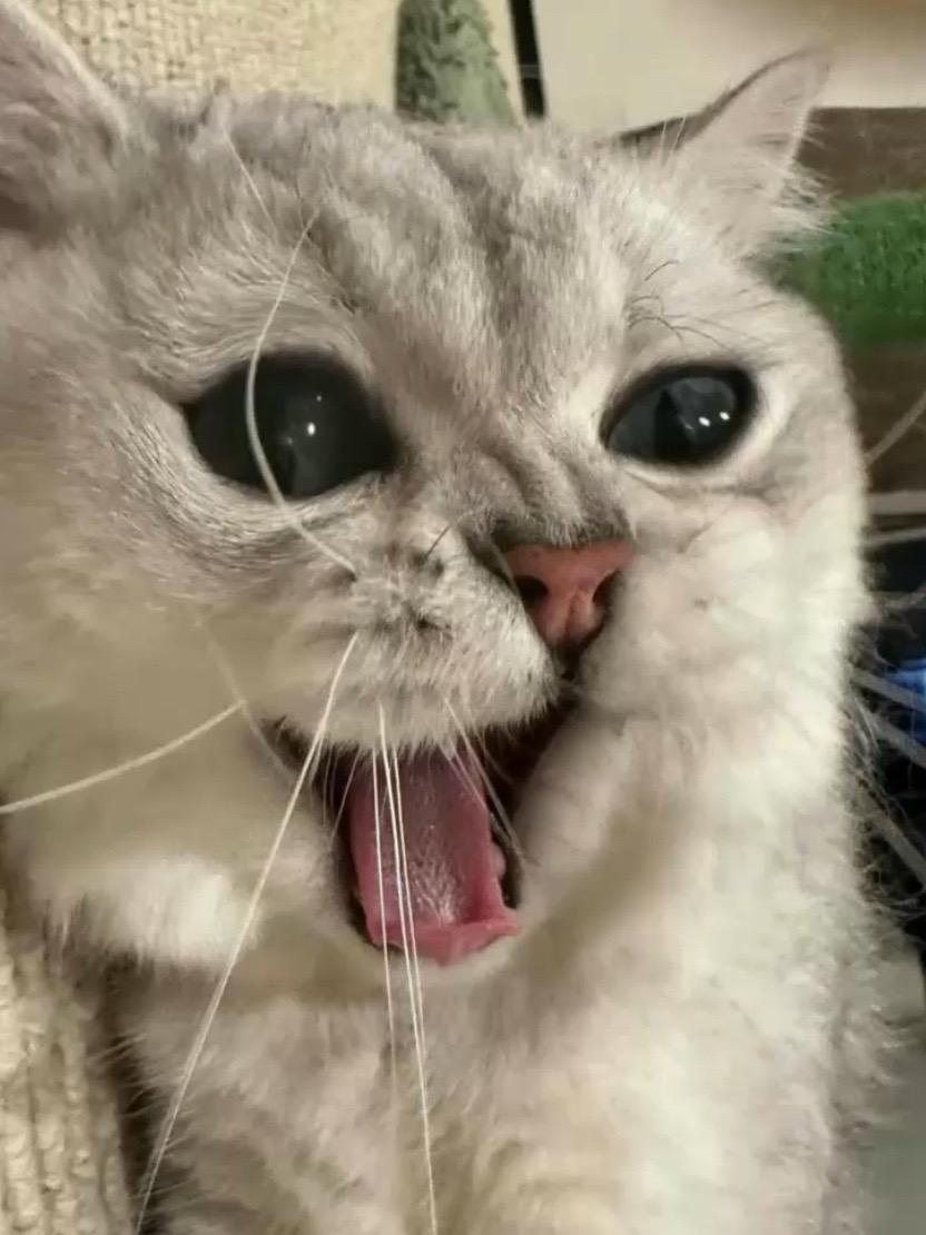 猫 猫咪 我和我的猫