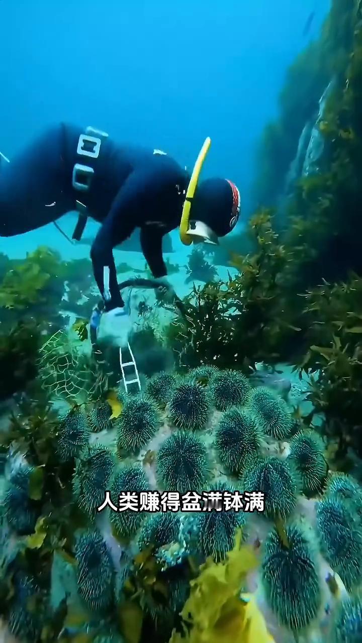有人问潜水员为什么在捕捞海胆时会开几个给鱼吃？其实这只是一场简单的跨物种交易。由