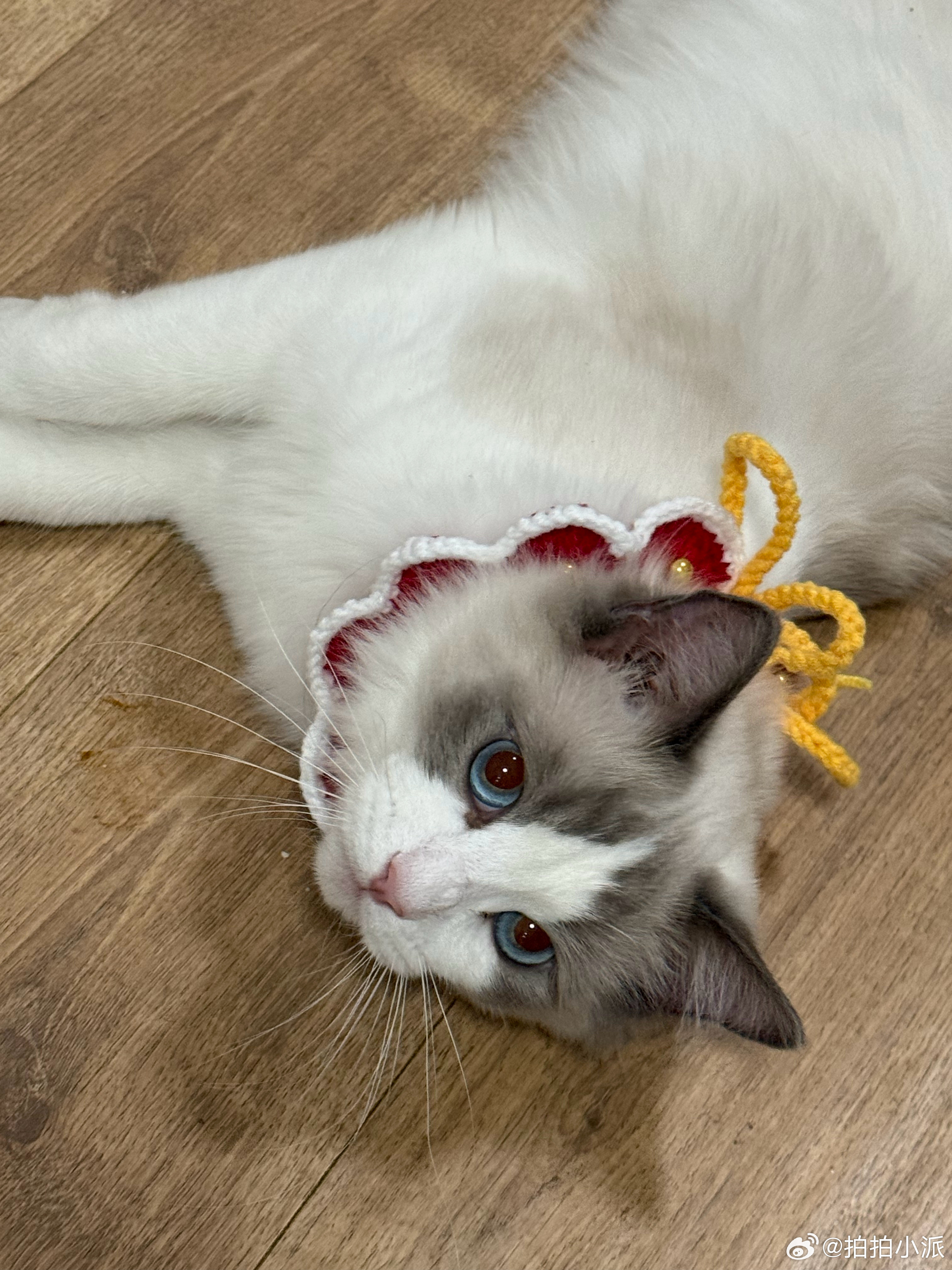 原来软柿子在人群里这么明显您猜怎么着，这样的软柿子我家里有三只，每次带狗出门都是