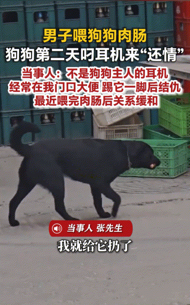 恩怨分明！天津，一男子踢了邻居家狗一脚，从此每天被它追着骂，男子想和解，就喂了根