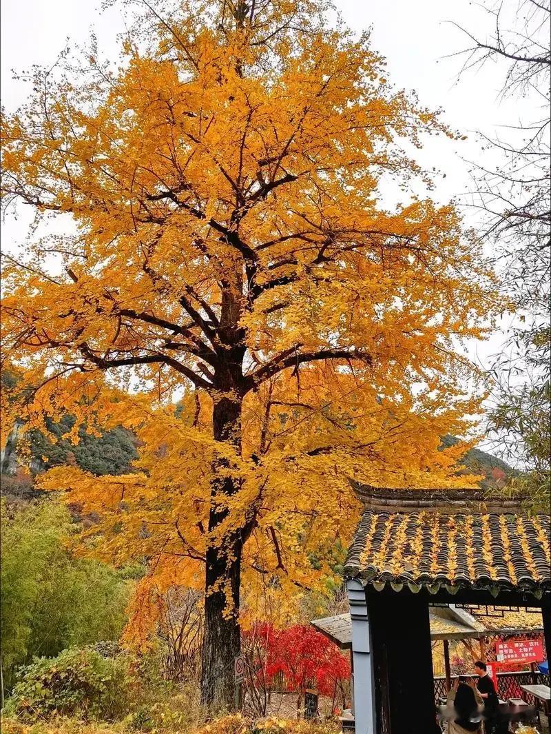 保健科医师主任说：“50岁，还有很强的性欲，说明他的身体很棒。60岁，还有很强